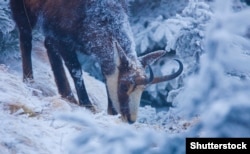 A chamois grazes on grass underneath the winter snow.
