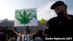 Egy tüntető egy transzparenst tart a kezében, amelyen ez áll: „A mi növényünk – a mi gyógyszerünk”. A kép a kannabisz legalizálásáért szervezett belgrádi tüntetésen készült 2015. szeptember 4-én