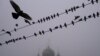 Ptice na žicama u maglovito jutro u ruskom okrugu Ostankino severno od Moskve.