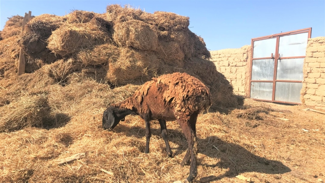 Босану кезіндегі әйелдердің кискаларының фотосуреттерін қараңыз