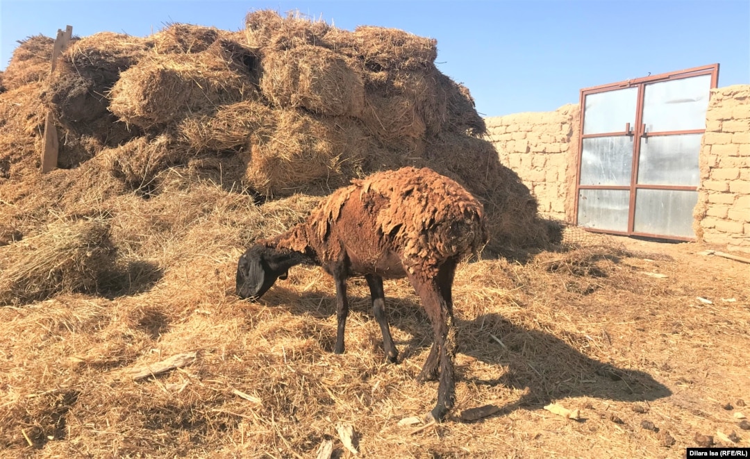 Жайылған қынаптардың жақыннан жасалған фотосуреттері