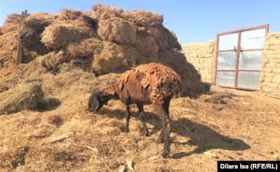 Woodman порно бұл кім