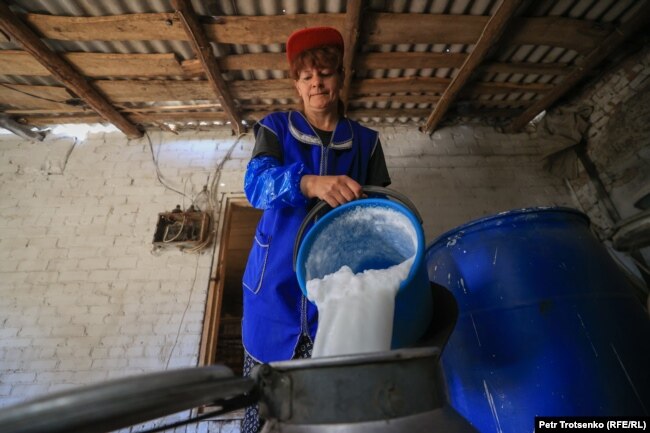 Заготовка кобыльего молока на ферме Анатолия Горбачева. Село Чеботарево, Западно-Казахстанская область, 28 августа 2021 года