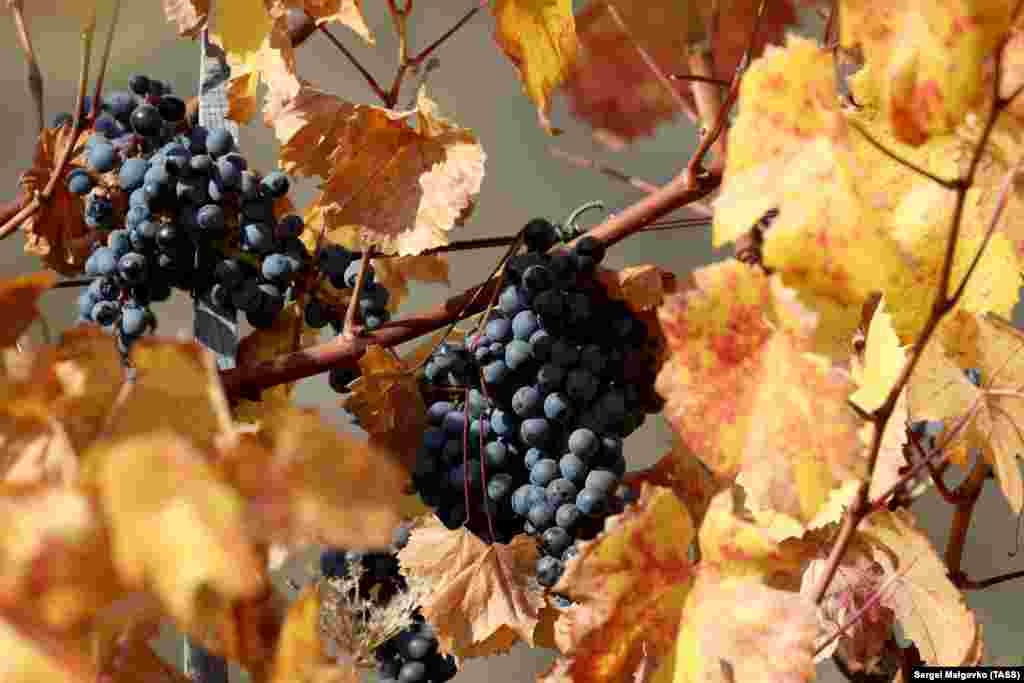 Виноград в Алуште