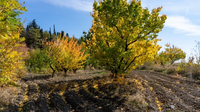 Сбор маслин и абрикосовый сад: Никита под занавес «бархатного» сезона (фотогалерея)