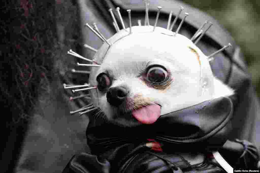 Cățelul Gizzard este costumat de proprietarul său pentru cea de-a 31-a paradă anuală a câinilor de Halloween, organizată în Tompkins Square, New York, SUA.
