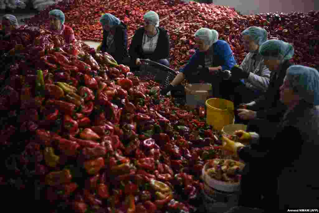 Mai multe femei pregătesc ardeii pentru a face sosul tradițional Ajvar, la cooperativa agricolă &bdquo;Krusha&rdquo; din satul Krusha e Madhe din Kosovo.&nbsp; În mod tradițional, Ajvar este preparat toamna, când este sezonul ardeilor, acesta fiind conservat în borcane de sticlă și consumat tot timpul anului.