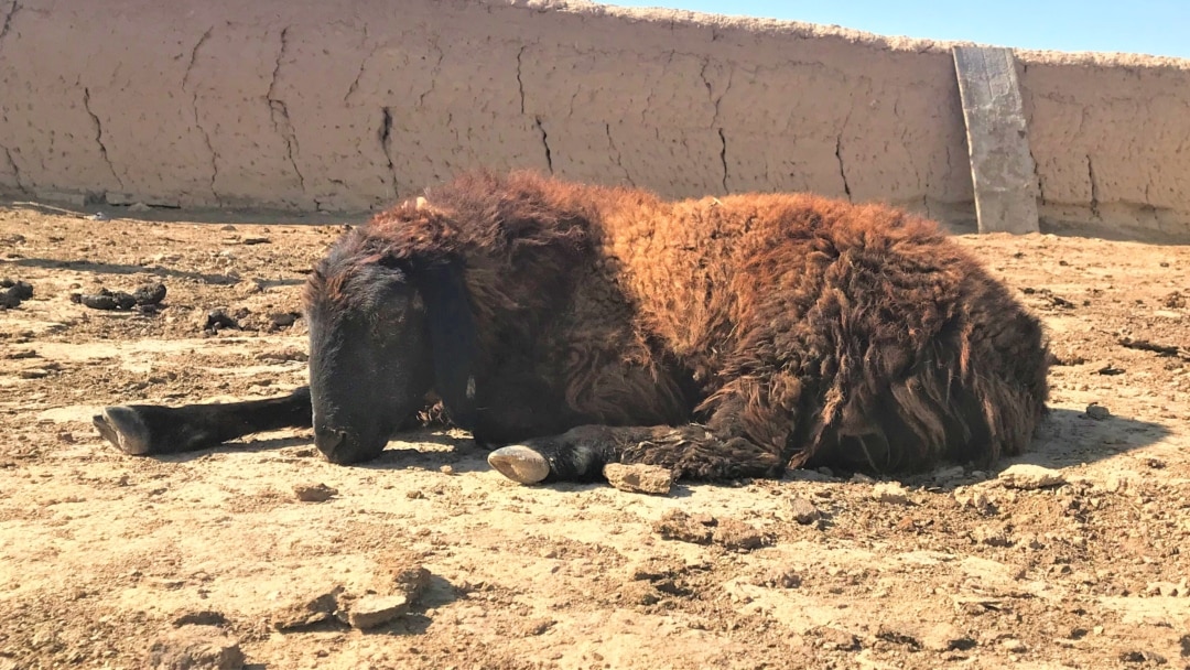 Туретиски үй эротикасы бейне