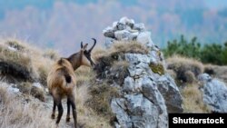 ROMANIA -- Rupicapra chamois (alpine goats) in the wild mountains of Romania 