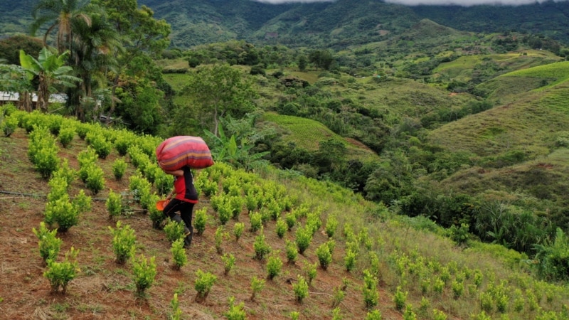 Rekordni usjevi koke u Kolumbiji, navodi izvještaj UN-a