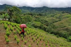 "Распачин" (сборщик коки на местном сленге) на нелегальной плантации коки в департаменте Каука. Колумбия, май 2021 года