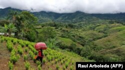 COLOMBIA-COCA-GLYPHOSATE