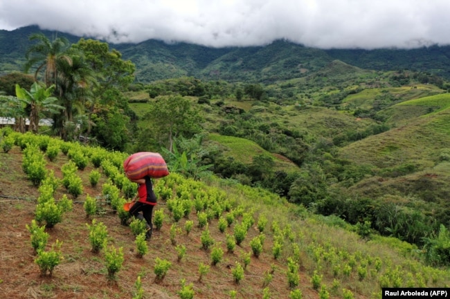 "Распачин" (сборщик коки на местном сленге) на нелегальной плантации коки в департаменте Каука. Колумбия, май 2021 года