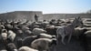اوچا: تلف شدن مواشی در اثر سردی هوا مشکلات را در افغانستان بیشتر می‌سازد