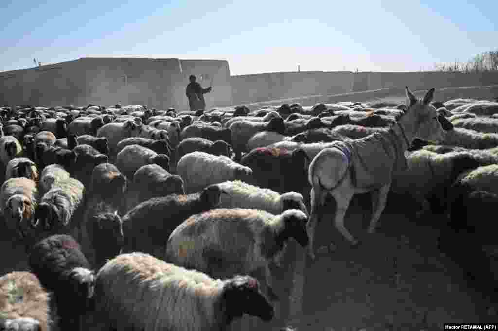 An Afghan shepherd leads his flock of sheep in Ghazni Province&#39;s Qarabagh district.