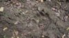 Footprints of a bear, in the Bükk mountains, Northern Hungary. Video grab.