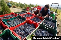 Romanians load boxes with harvested grapes into a truck at Basilescu vineyard in Urlati, 90 kilometers north of Bucharest. Some varieties of Romanian grape are still unique to the country, and famed for their distinct flavors.