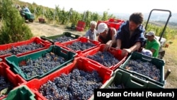 Cules de vie la Urlați, 2012, fotografie de arhivă.