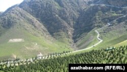 Täze döredilen arça tokaýlygy
