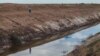 Hökümet eksport üçin pagta planyny artdyrjagyny aýdýar, 'heläkçilikli' kölüň wagzy güýçlenýär