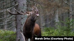 A red deer stag in the Sumava Mountains in the southern Czech Republic 