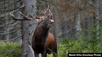 Red Fawn Cold War Lives On In Minds Of Deer