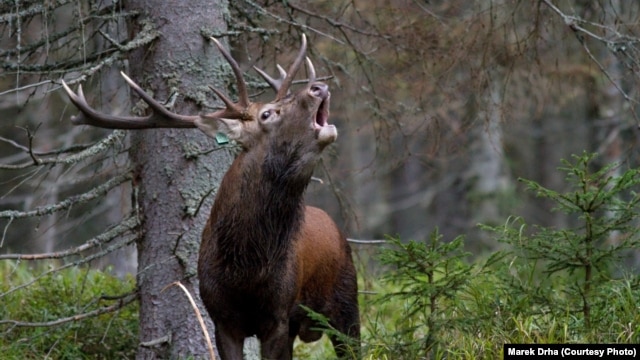 A red deer stag in the Sumava Mountains in the southern Czech Republic 