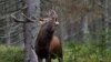 A red deer stag in the Sumava Mountains in the southern Czech Republic 