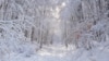 Так выглядит «снежная сказка» в лесу на Ай-Петри
