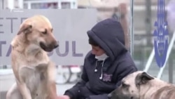 У Стамбулі бездомні собаки отримали головні ролі в новому фільмі