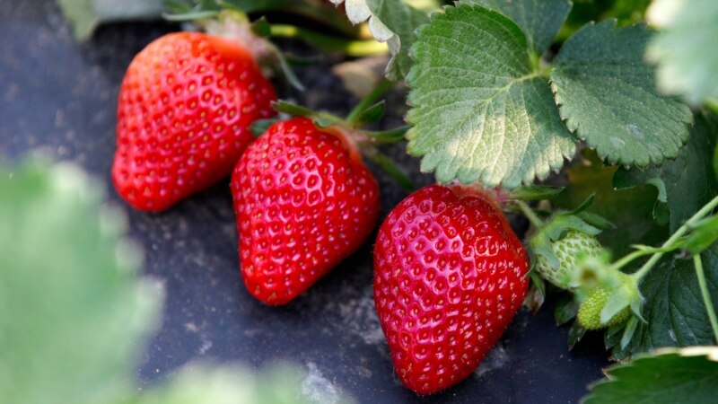 В Башкортостане запустят производство соков и замороженных ягод
