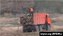 Вырубка деревьев возле Севастополя для строительства трассы «Таврида»
