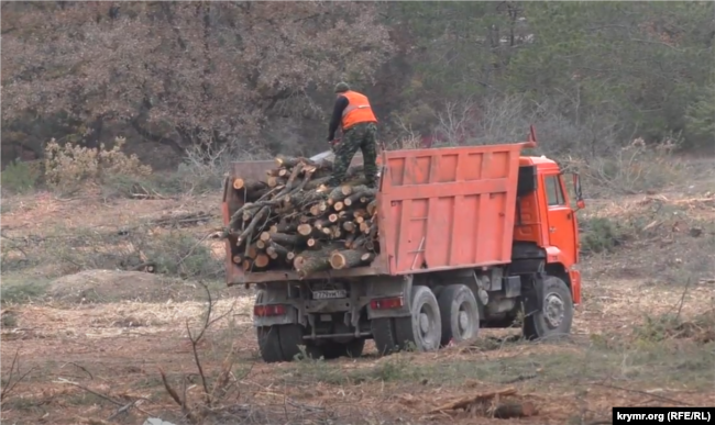 Вырубка деревьев возле Севастополя для строительства трассы