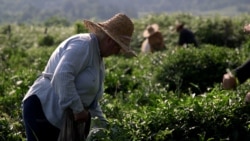 The Women Behind Georgia's Tea Revival