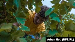 Një garues gjatë vjeljes së rrushit, pjesë e aktiviteteve të festivalit "Hardh Fest"