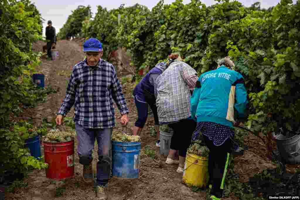 Që nga pushtimi rus, punishtet familjare të përpunimit të verës janë shkatërruar ose pushtuar, dhe të tjera, si &quot;Olvio Nuvo&quot;, mbeten të rrezikuara nga granatimet.