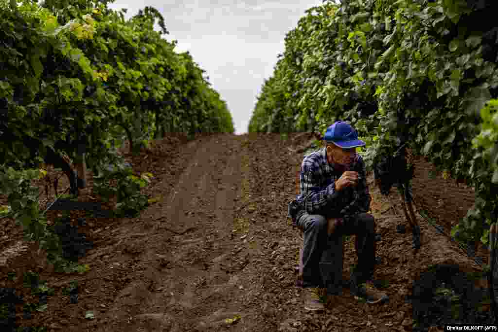 In the beginning, bombs would explode near the workers as they tended to the grapes. During &quot;these very tough months,&quot; Margalias counted no less than 26 craters pockmarking his vineyards. He had to dig up the missile fragments as they continued their work.&nbsp;