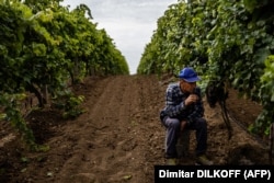 Пора збору винограду на одній з виноробень на півдні України