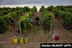 Сбор урожая винограда в Николаевской области. Украина, 2022 год