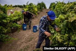 Workers harvest grapes at the Olvio Nuvo vineyard near the village of Paroutyne, Mykolayiv region.