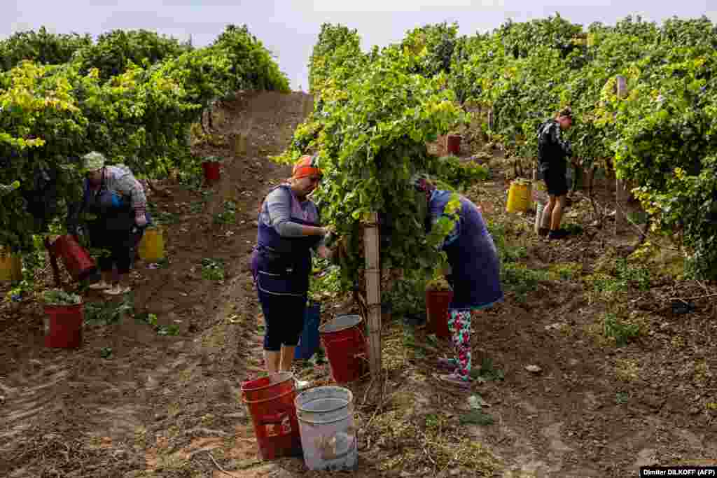 In a region that has been economically crippled by war, the winery is a welcome source of income for those who have stayed. Zyneida Bossa, 66, is unfazed when she discovers weapon fragments amongst the vines. &quot;Some people are nervous because of missiles, but I&#39;m OK. What can we do? You have to have something to live on, we need to work,&quot; she said.