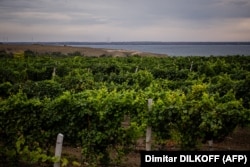 Мальовничі виноградні пейзажі на одній з виноробень на березі річки Південний Буг в Миколаївській області