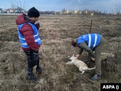 Unul dintre cei șase câini care este posibil să o fi atacat pe Ana Oros.