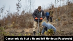 Campanie de plantare a copacilor la Ocolul silvic Căinari, noiembrie 2022