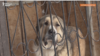 Stray dog in Astana Kazakhstan shelter - screenshot