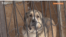 Stray dog in Astana Kazakhstan shelter - screenshot
