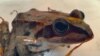 Central Asian frog Kyrgyzstan
