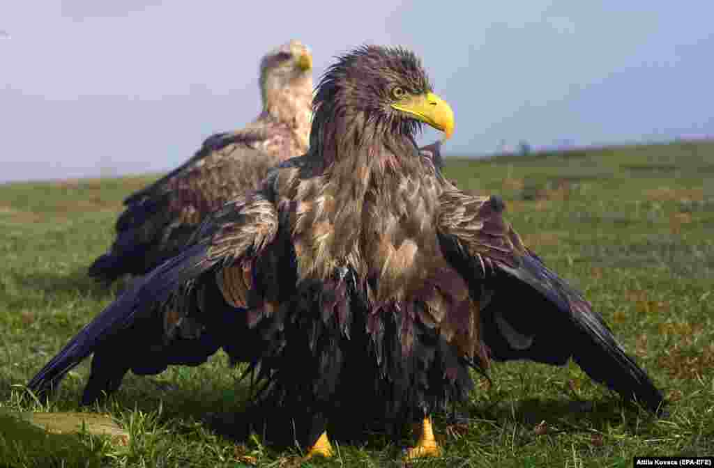 A white-tailed eagle (Haliaeetus albicilla) spreads its wings at the Hortobagy National Park near Hortobagy, Hungary.