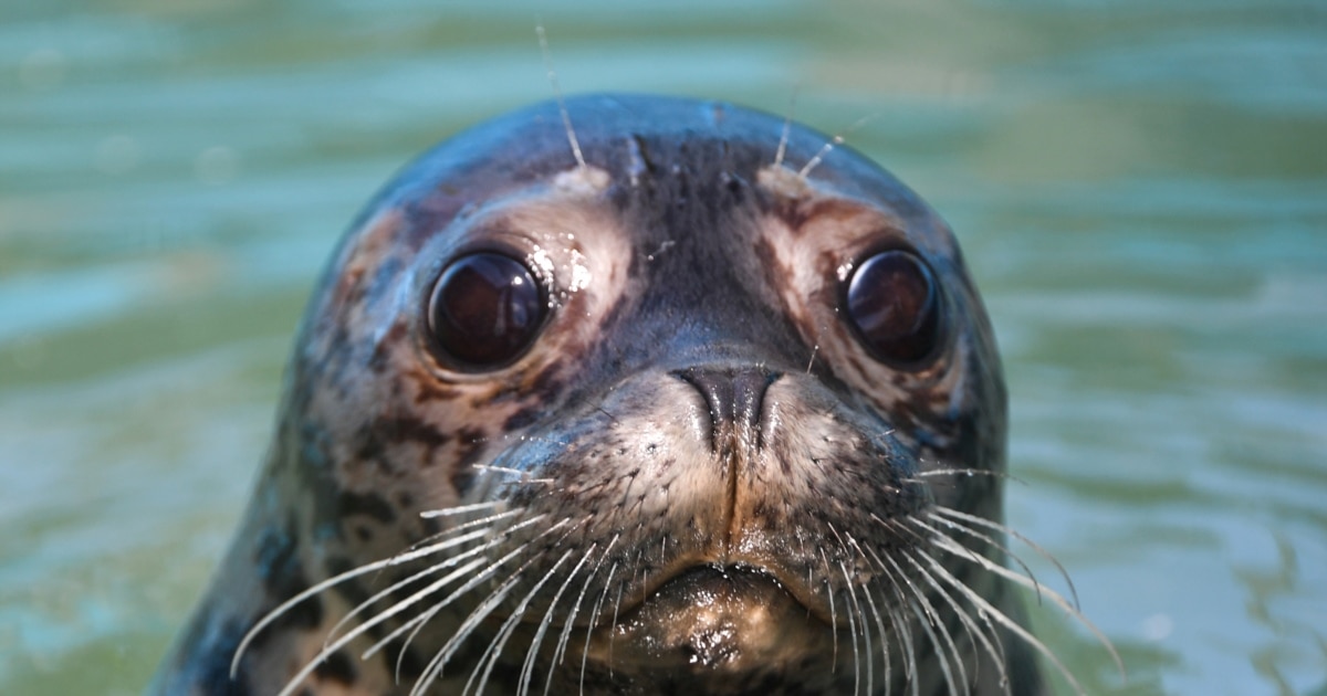 Табу порно видеолар