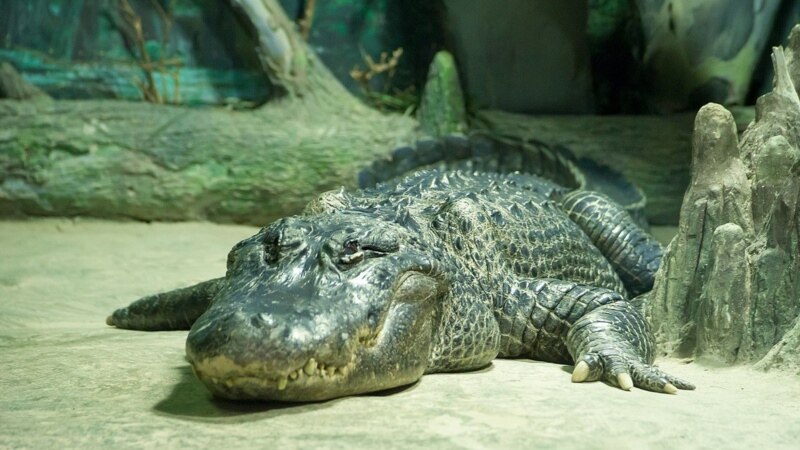 Moscow Zoo Marks Death Of 83-Year-Old American Alligator